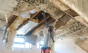 Reliable Bidwell, OH Mold Removal Solutions